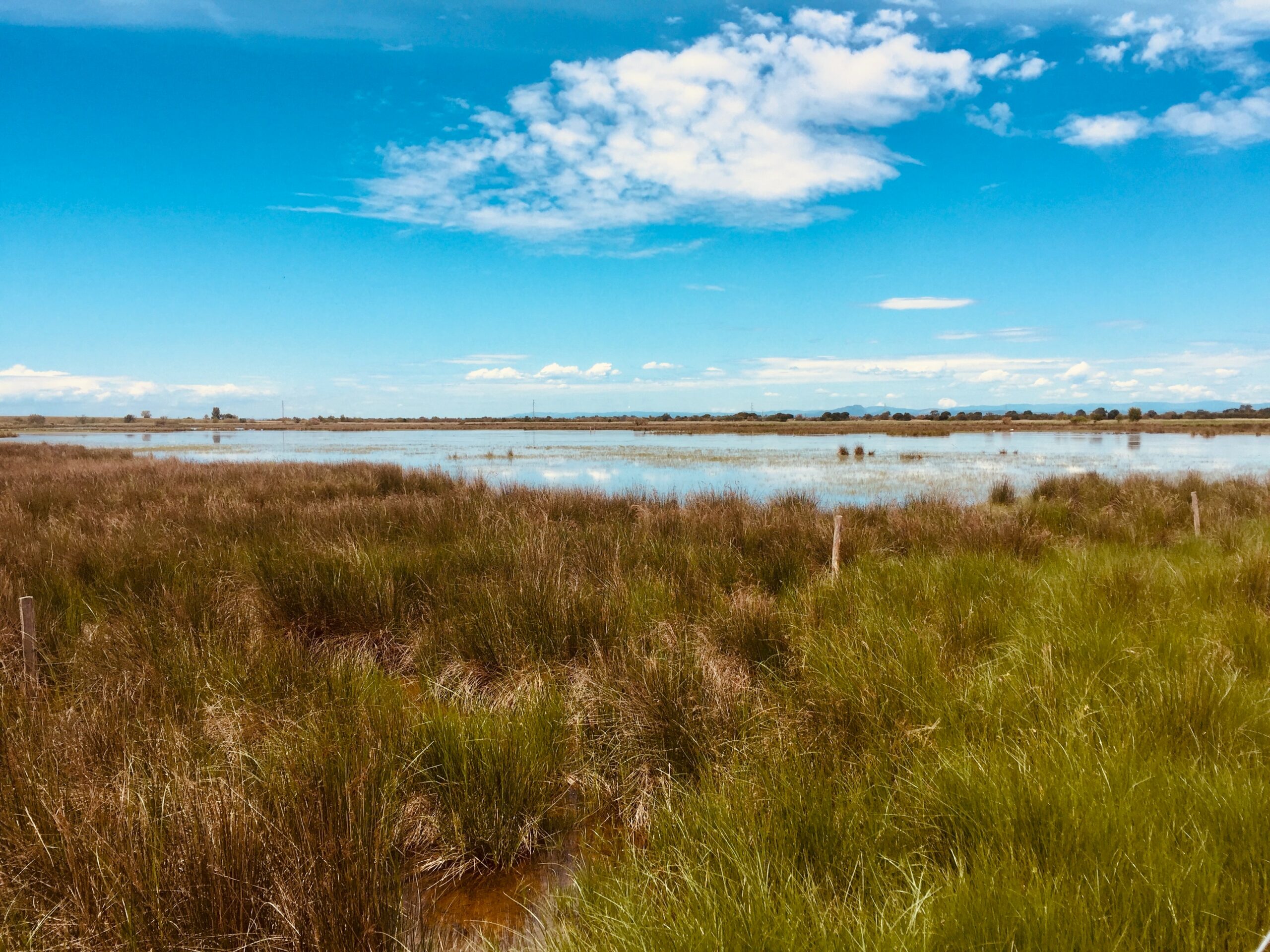 Read more about the article A more effective Ramsar Convention for the conservation of Mediterranean  wetlands (article)